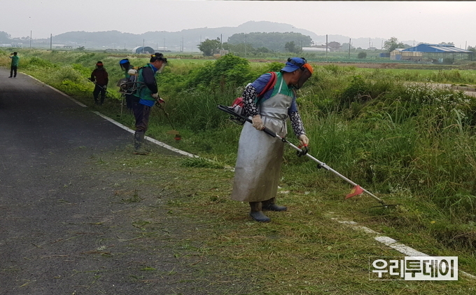 강화군 손해면 외래식물 제거 (사진제공=강화군)