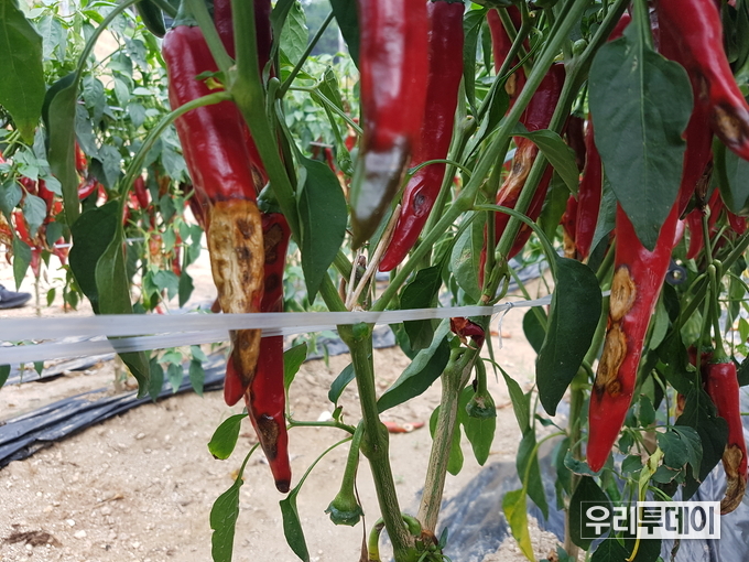 탄저병