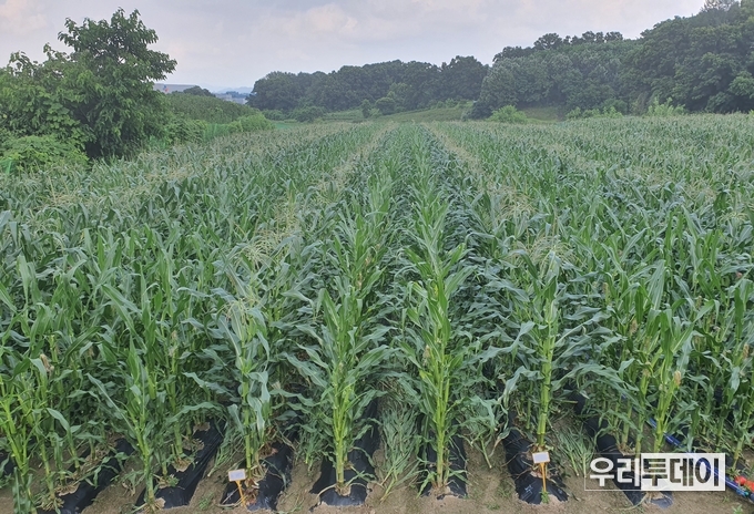 찰옥수수 신품종‘태양찰’농가 보급준비 완료 사진은 태양찰의 채종포. (사진제공=충북도)