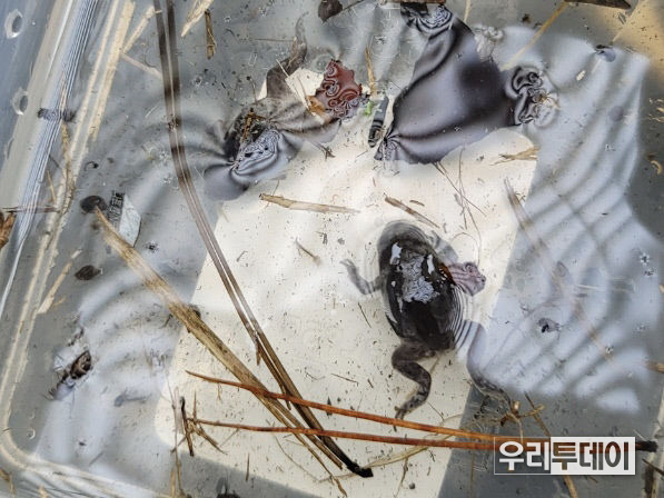 20일 대구 동구 봉무동 이시아폴리스더샵4차 아파트 수로에서 발견된 맹꽁이 유체 사체)사진제공= 김종현 엔에이피 자연생태연구소장 )