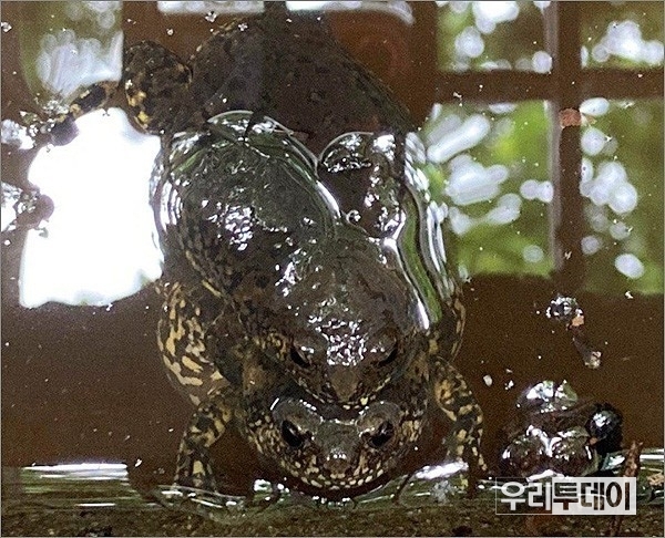 맹꽁이. 멸종위기종이다.