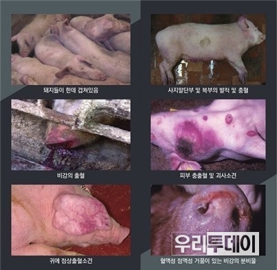 아프리카 돼지열병 증상