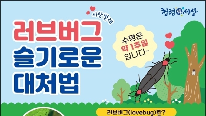마포구, ‘러브버그’ 친환경 방제 실시…주민 불편 최소화 총력