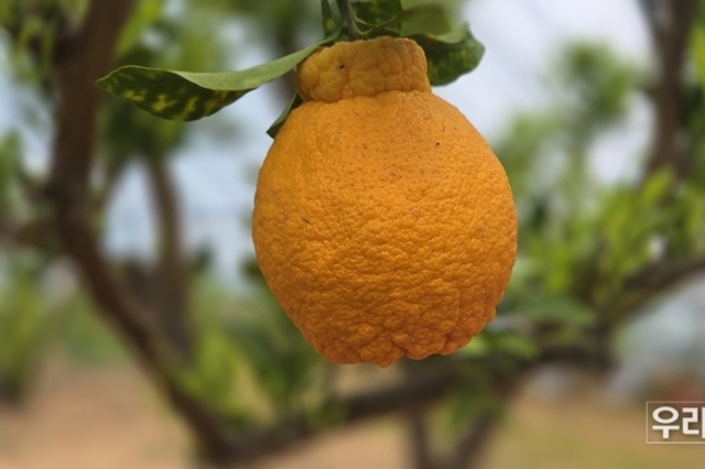 강화군 선원사 주지 성원스님, 북방 재배에 성공한 강화 마니봉 첫 수확....제주도 한라봉을 강화도에서 시도