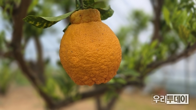 강화군 선원사 주지 성원스님, 북방 재배에 성공한 강화 마니봉 첫 수확....제주도 한라봉을 강화도에서 시도